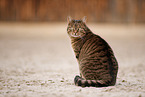 cat