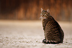 cat