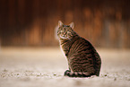cat