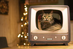 female cat