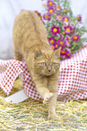 cat