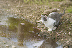 young cat