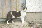 young cat