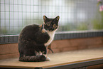 Domestic cat in front of cat fence