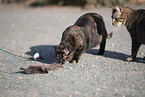 doemstic cat