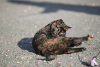 doemstic cat