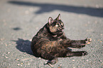 doemstic cat