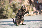 doemstic cat