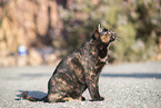 doemstic cat
