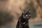 doemstic cat