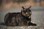 doemstic cat