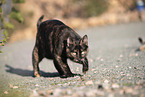 doemstic cat