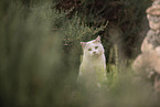 doemstic cat