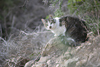 doemstic cat