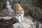 doemstic cat