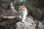 doemstic cat