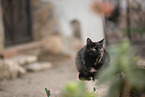 doemstic cat