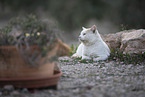 doemstic cat