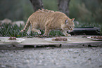 doemstic cat