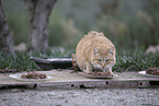 doemstic cat