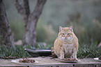doemstic cat
