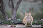 doemstic cat