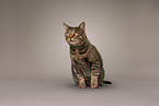 tomcat