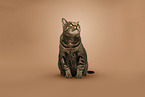 tomcat