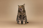 tomcat
