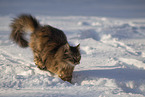 Cat in the snow