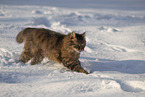 Cat in the snow