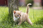 kitten
