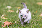kitten