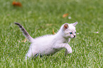 kitten