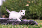 kitten