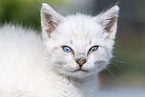 kitten