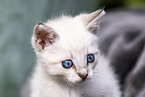 kitten