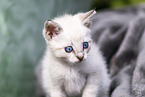 kitten