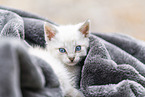 kitten