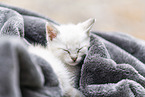 kitten