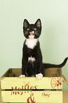 domestic cat