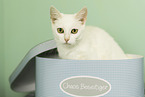 domestic cat