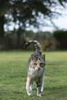 domestic cat