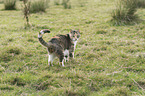 domestic cat