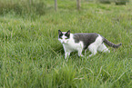 domestic cat