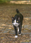 domestic cat