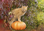 domestic cat