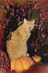 domestic cat