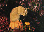 domestic cat