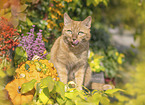 domestic cat